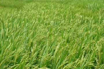 Rice plants blowing in the wind.For graphic design,3D rendering or banner background