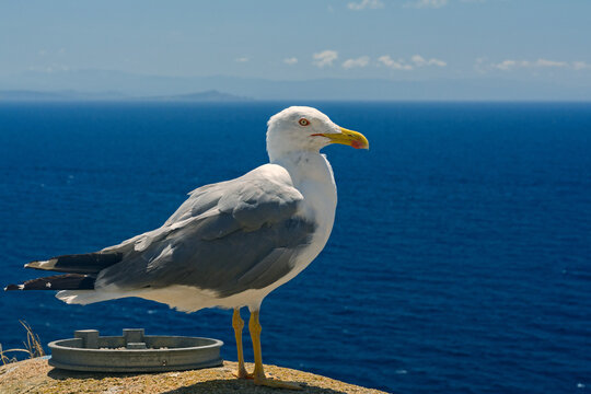 seagull in bonifacio, Corsica, France