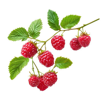 Fresh raspberry branch with ripe berries and green leaves isolated on a bright transparent background, Raspberry isolated on transparent background