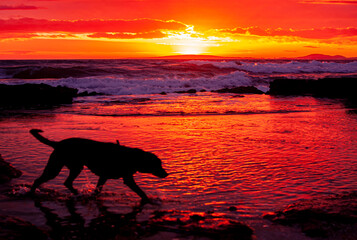 sunset on the beach dog