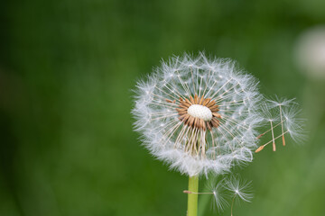 Dandelion seeds almost blown away