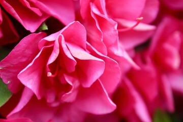 pink rose close up