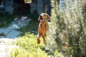 Yellow playful rescued dog learning obedience during a training at the backyard of his foster home