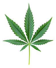 Green Leaf Plant Close Up. Nature Stem Isolated. Transparent. Png.