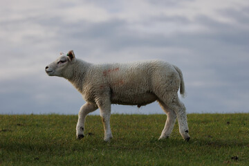 Lamb at the embankment Uithuizerwad