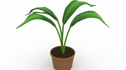 Potted plant with broad leaves