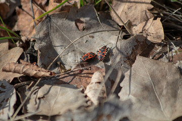soldier bug walking on a twig, with its body positioned in a typical defensive posture