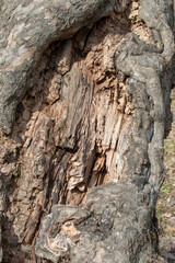 cut tree showing its structure, with layers of wood radiating from the center and visible grain patterns