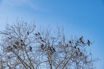 pigeons perched on leafless sycamore tree branches. blue sky background.