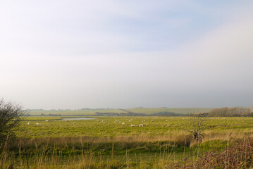 a peaceful yellow field on a cloudy day