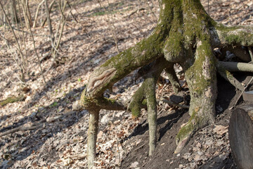 massive tree roots twisting and spreading across the forest floor, covered in moss and fallen leaves