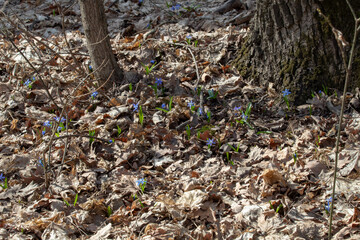 spring meadow covered in delicate blue scillas, blooming under the soft morning light