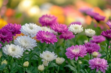 Fototapeta premium Vibrant Chrysanthemum Blooms in Vivid Colors Surrounded by Soft Green Foliage Displaying Nature's Beauty in a Serene Outdoor Setting