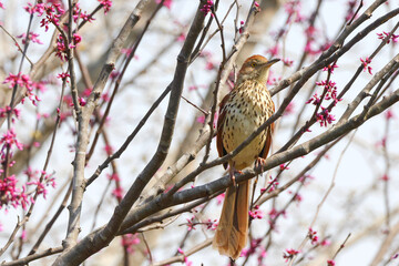 Thrasher bird perched in eastern redbud tree fdull of purple blooms on a sunny day. 