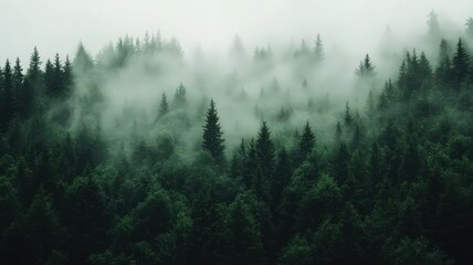 Misty Green Forest Landscape: Elevated View of Dense Evergreen Trees in Fog