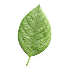 Vibrant Green Leaf Nature Serenity Tranquility