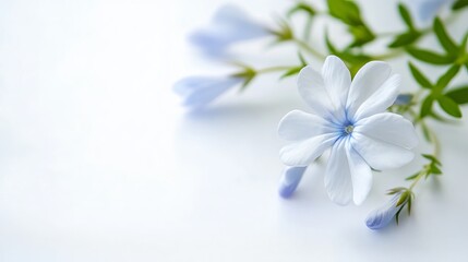 A delicate Cape leadwort, also known as white plumbago, featuring a close-up of its small blue flower against a white background.