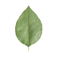 Obraz premium Serene Green Leaf Detailed Veins Nature Beauty