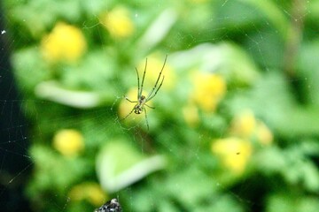 spider on a web