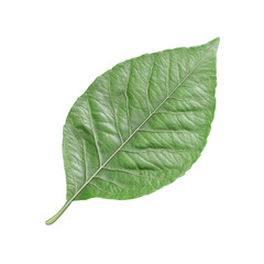 Obraz premium Serene Green Leaf Abstract Nature Beauty Tranquility