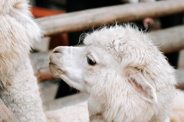 White alpaca gazes curiously at another animal in a rural setting during a sunny day
