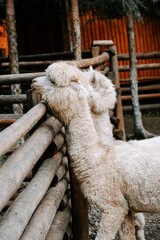 Fototapeta premium Two friendly llamas interacting at a wooden fence in a serene farm setting during late afternoon
