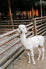 Charming white alpaca standing by wooden fence in a serene outdoor setting during daylight hours