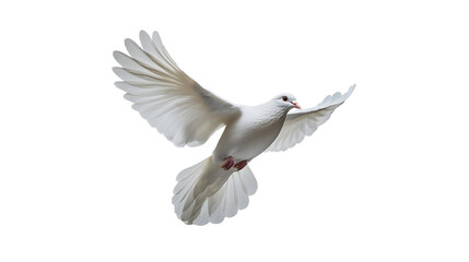 Fototapeta premium White dove isolated on white background.. Generative AI