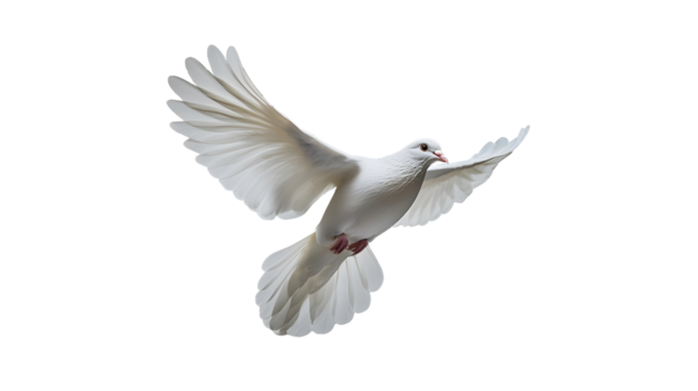 White dove isolated on white background.. Generative AI