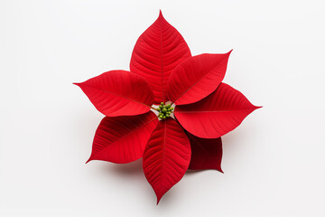 Obraz premium Close-up of vibrant red poinsettia flower with lush leaves, isolated on a white background, ideal for seasonal decor or holiday-themed designs.