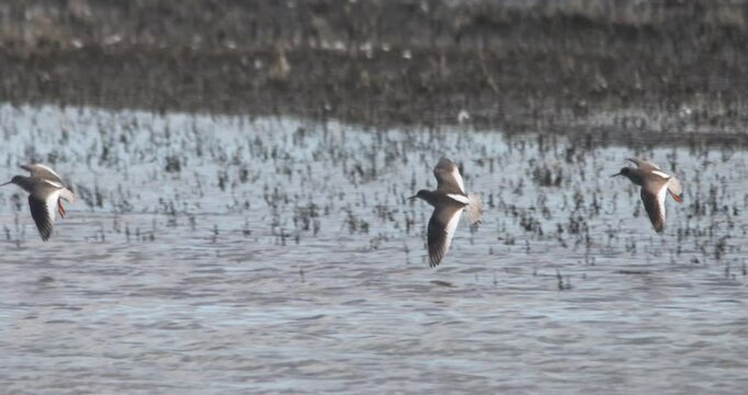 Godwit wading birds flying and landing on water slow motion