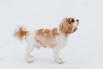 cute purebred Cavalier King Charles spaniel walks in winter snow, hunting dog breed, red and white...