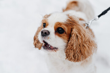 cute purebred Cavalier King Charles spaniel walks in winter snow, closeup view of muzzle, barking...