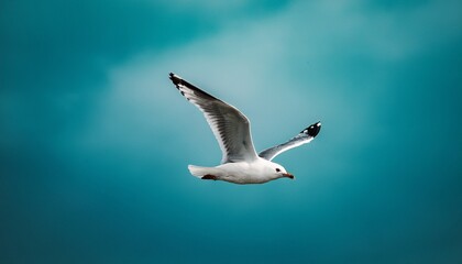 Obraz premium Bird in flight, seagull flying in the sky, moody, film grain added, teal tinted, copy space