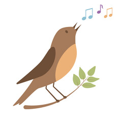 Singing bird on a branch isolated on white background. Nightingale sings.