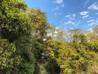 trees and blue sky