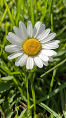Fototapeta premium Close-up of white daisy with yellow center, nestled in green grass, representing purity, nature, and springtime freshness