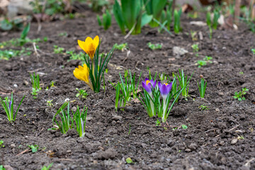 The first flowering of multi-colored crocuses in spring. Close-up.