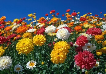 Vibrant Field of Colorful Flowers under Clear Blue Sky with Bright Blooms in Various Shades Enhancing Natural Beauty and Spring Atmosphere