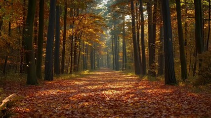 Autumn forest full of colorful summer trees with dirt forest road, sunlight shines through tall trees leaves covering an autumn path, seamless looping animation background - Powered by Adobe