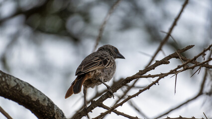 A beautiful bird resting elegantly on a thorny branch found in the vibrant tapestry of nature...
