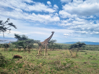 Majestic Giraffe Gracefully Roaming in Its Natural Habitat Beneath a Bright Blue Sky Serengeti...