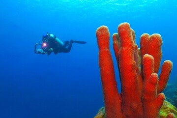 Scuba diver swimming in the deep sea water with camera and flashlight. Red coral reef, blue ocean and scuba diver in the distance.