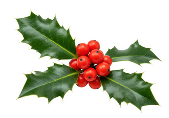 A detailed sprig of holly isolated on transparent background