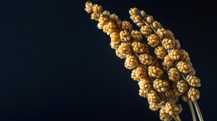 A close-up of a sorghum ear with round seeds, placed on a smooth, dark background, showcasing its intricate texture and form.