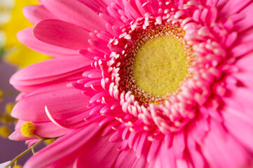 Pink gerbera flower petals close up