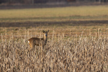 Rehbock im Feld