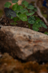 A detailed close-up of green Nasturtium leaves growing in a flowerbed garden during the summer. Highlighting textures and plants in outdoor environments.