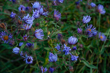 Vibrant purple and blue New England Aster flowers blooming against a rich green leafy background.
