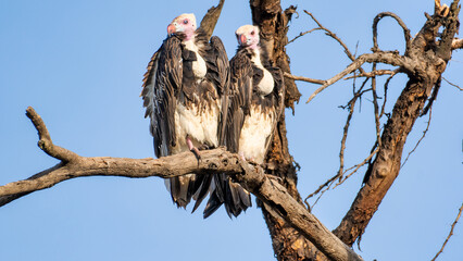 Two majestic vultures are perched quietly on a sturdy branch against a clear blue sky Serengeti Tanzania Africa